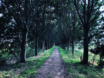 Road amidst trees in forest