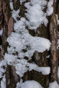 Close-up of snow covered tree trunk