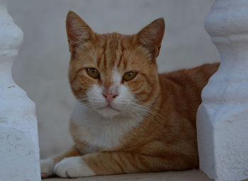 Close-up portrait of ginger cat amidst balustrade