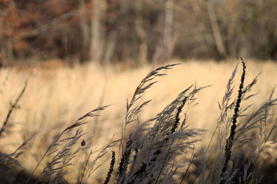 Close-up of wheat field
