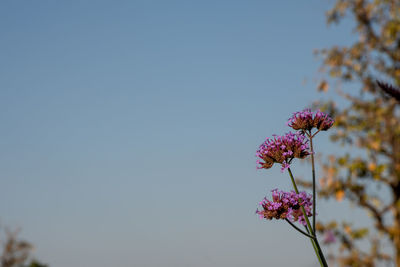 Low angle view of pink flowering plant against clear sky