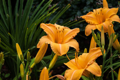 Close-up of yellow lilies