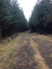 Dirt road amidst trees in forest