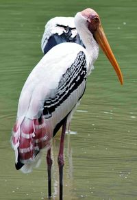 Close-up of pelican on water