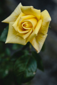 Close-up of yellow rose