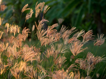 Close-up of stalks in field