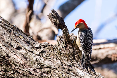 Close-up of woodpecker on tree trunk