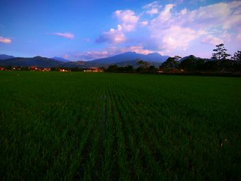 Scenic view of agricultural field against sky