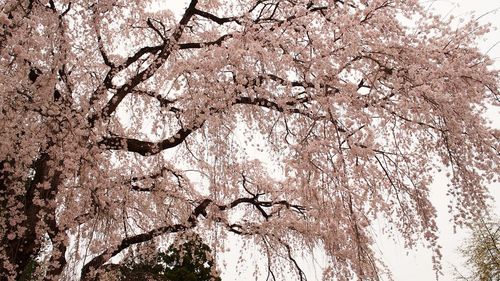 Low angle view of bare trees