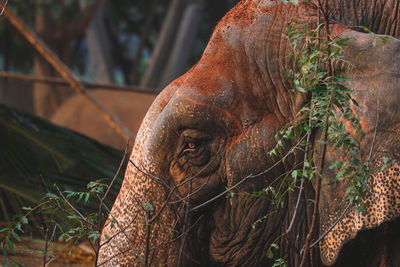 Close-up of elephant on tree