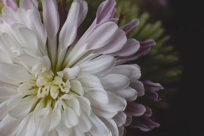 Close-up of fresh white flower blooming outdoors