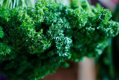 Close-up of fresh green plants