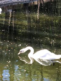 Swan swimming in lake