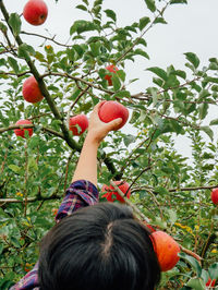 Close-up of woman picking apples on tree