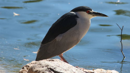 Close-up of bird perching on shore