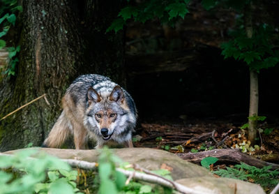 Wolf reading for the attack.