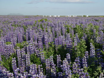 Purple flowering plants on field against sky