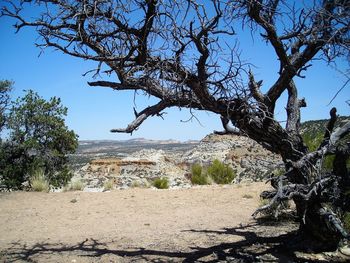 Tree on beach against clear sky