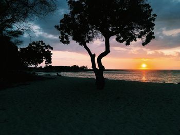 Silhouette tree on beach against sky during sunset