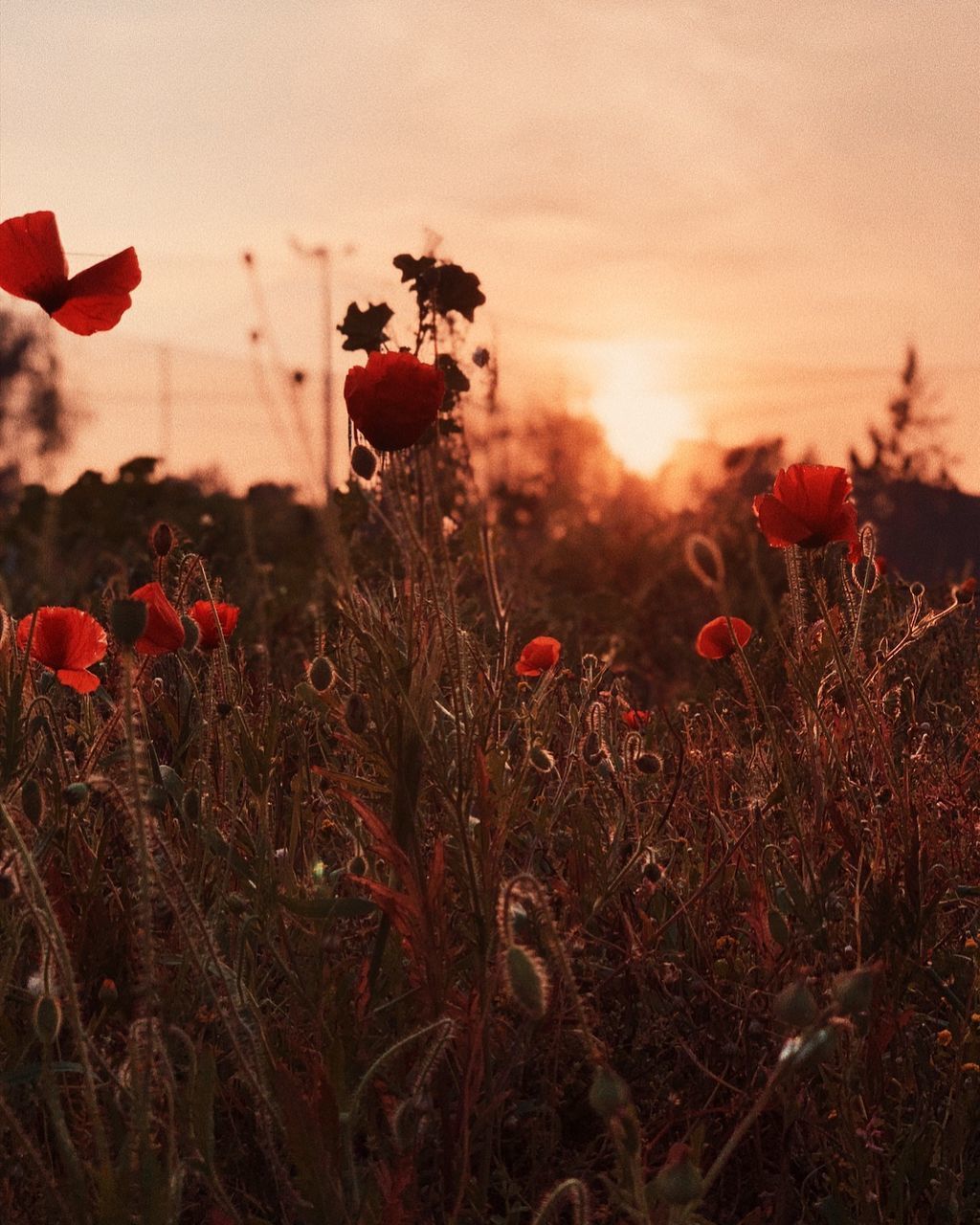 CLOSE-UP OF RED POPPY FLOWERS ON FIELD AGAINST SKY