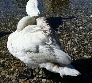 Close-up of swan on lake