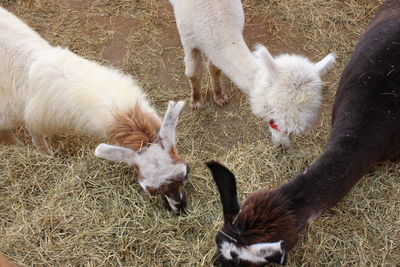 High angle view of sheep on field