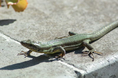 Close-up of lizard on land