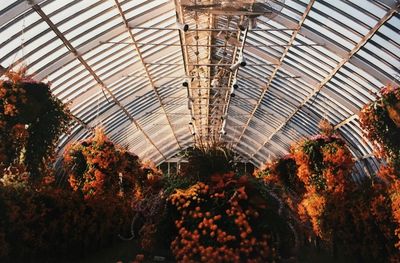 Low angle view of plants in greenhouse