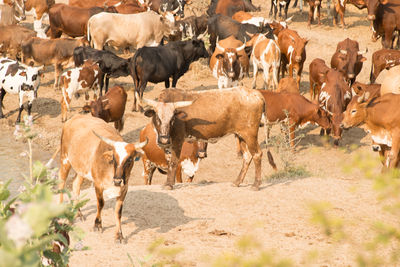 Goats on field