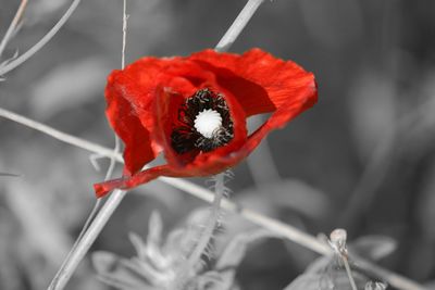 Close-up of red flowers