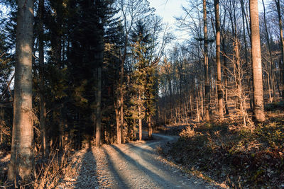 Empty gravel road through forest with bare trees