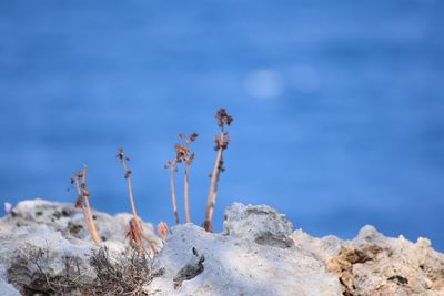 Plants on cliff against sky