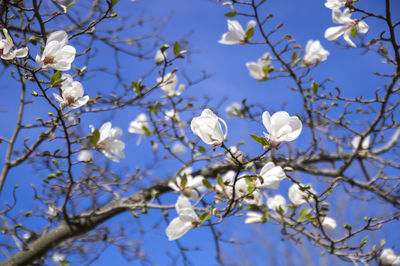 Low angle view of white flowering tree against blue sky