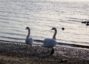 Swans on lake