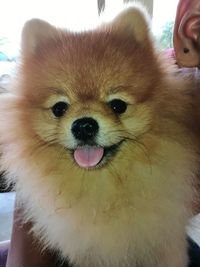 Close-up of dog sticking out tongue