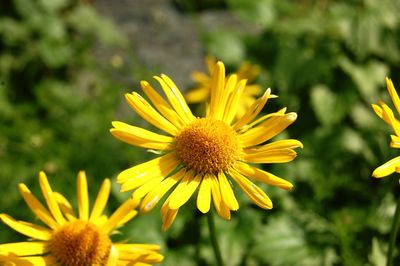 Close-up of yellow flowering plant on field