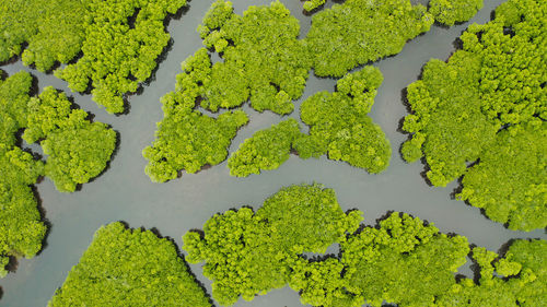 High angle view of leaves on plant