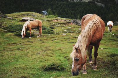 Some beautiful horses grazing on grass