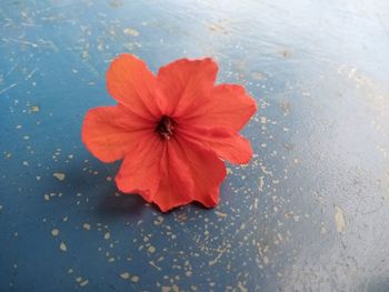 High angle view of red hibiscus flower