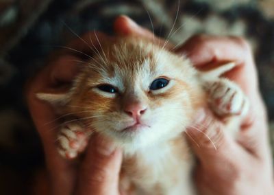 Portrait of kitten
