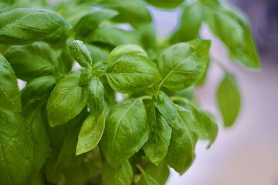 Close-up of basil leaves