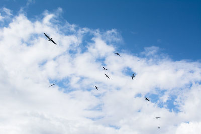 Low angle view of birds flying in sky