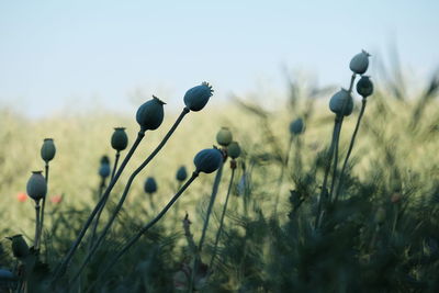 Close-up of flowering plants on field against sky