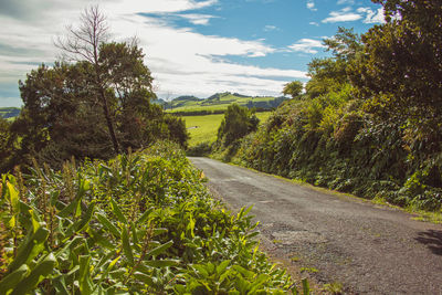 Road amidst trees and plants against sky
