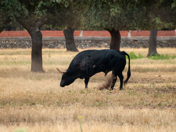 Side view of horse on field