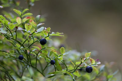 Close-up of berries growing on plant