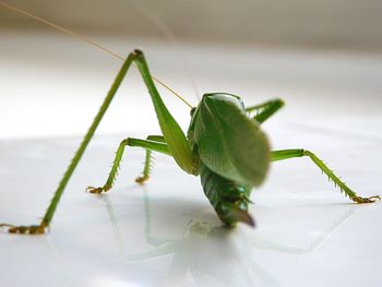 Macro shot of green grasshopper on tiled floor