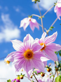 Close-up of pink cosmos flowers against sky