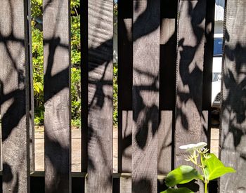 Close-up of plants growing on wooden fence