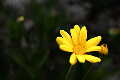 Close-up of yellow flower